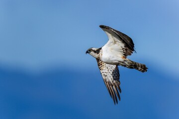 青空と青い山並みをバックに悠然と飛ぶミサゴ