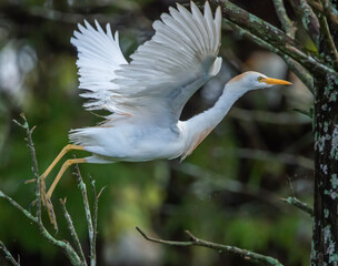 Strolling the Neighborhood: A Cattle Egret raises its wings as it jumps from one branch to another in a Florida rookery.