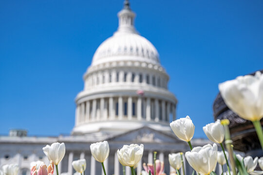washington dc capitol in spring