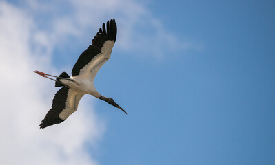 Fototapeta na wymiar As Above: A Wood Stork spreads its expansive wings as it flies across a cloudy blue sky in Saint Marys, Georgia 