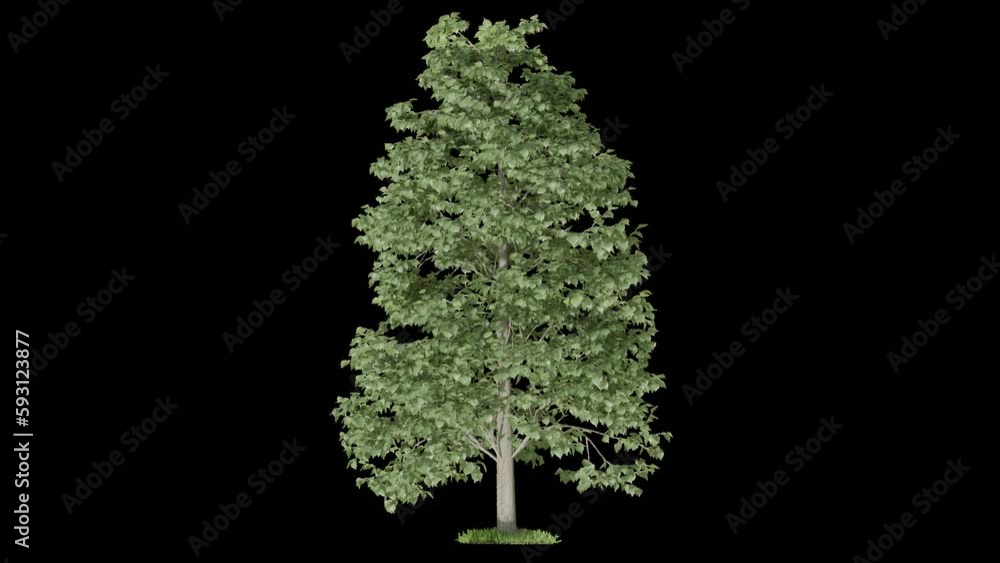 Poster tree animation footage transparent background for background and environment footage replacement , 3d illustration rendering