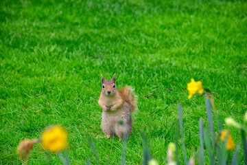 Small and lovely squirrel on a meadow among flowers during warm spring.