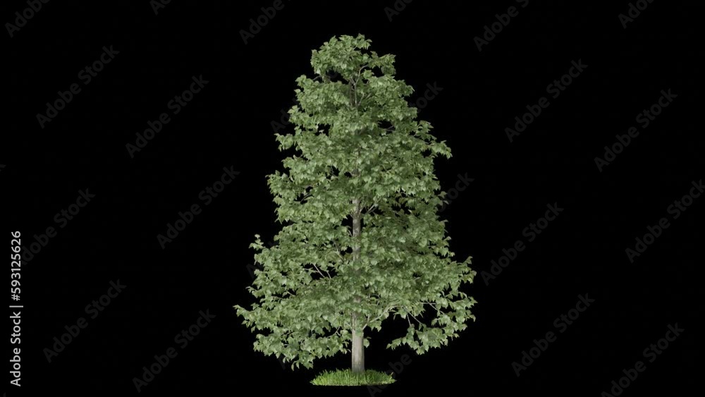 Poster tree animation footage transparent background for background and environment footage replacement , 3d illustration rendering