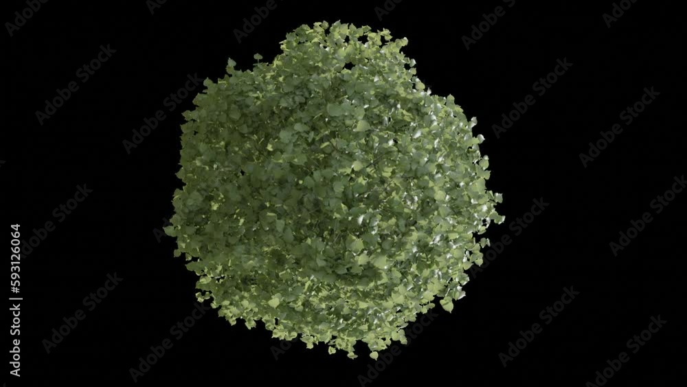 Poster  top view tree animation footage transparent background for background and environment footage replacement , 3d illustration rendering