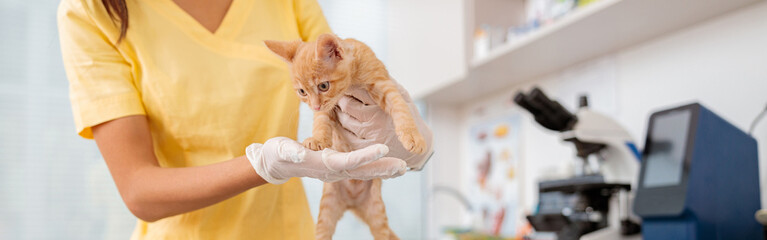 Woman vet checking pet kitten on table in vet surgery