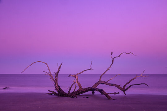 Driftwood