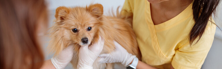 Veterinary doctor checking up pet in vet hospital