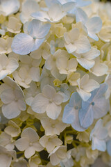 Flor de Hortensia blanca y celeste o Hydrangea en primer plano