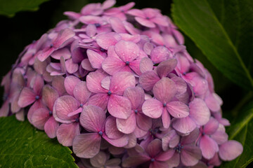 Flor de Hortensia rosada o Hydrangea