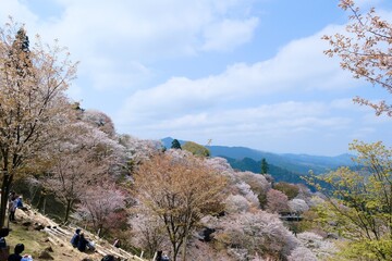 【奈良】吉野千本桜の風景（春）