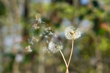 風に吹かれるタンポポの綿毛