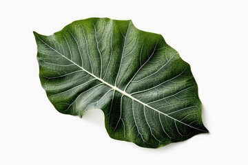 Close-up and isolated butter cabbage leaf against a white backdrop. Generative AI