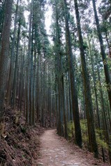 【奈良】吉野千本桜の風景（奥千本）