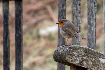 Robin on a seat