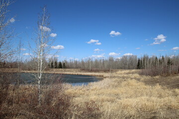 lake in the woods, Pylypow Wetlands, Edmonton, Alberta