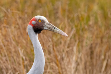 Portrait of a brolga