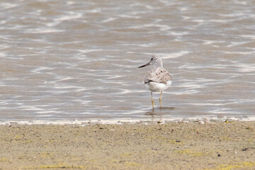 Greenshank on a beach