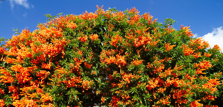 Orange pyrostegia venusta