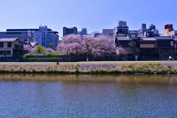 Fototapeta premium 【京都】春晴れた日の鴨川の風景