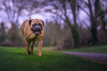 2023-04-08 A LARGE FAWN COLORED FEMALE BULLMASTIFF WALKING ON A GRASS FIELD IN A PARK ON MERCER ISLAND WASHINGTON