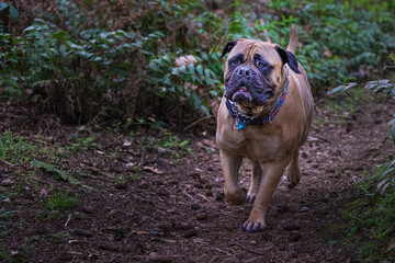 2023-04-15 A FAWN COLORED BULLMASTIFF RUNNING ON A DIRT TRAIL WEARING COLLARS WITH NICE EYES AND A GREEN BACKGROUND