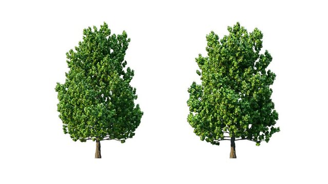 Growing trees isolated with alpha.3D animation growth grow from small to large, Acerifolia trees animate in the wind include alpha channel tree. Tree isolated Separated with alpha channel.