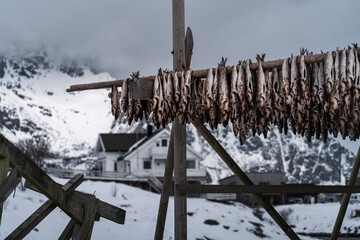 Cod being dried naturally in Lofoten islands