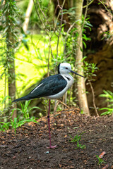 Fototapeta premium Black winged stilt or himantopus himantopus