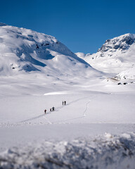 Group of people doing cross country skiing 