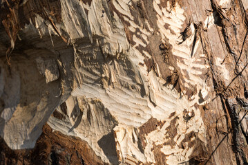 tree trunk nibbled by beavers selective focus