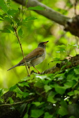 木々の間で遠くを見つめる小鳥