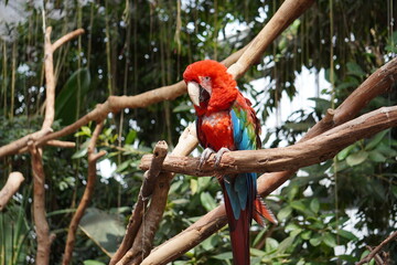 ベニコンゴウインコ_Ara chloropterus