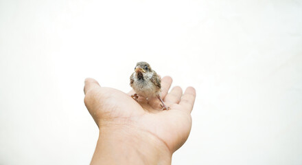 Alone baby sparrow bird in hands, frog in hand isolated, alone baby sparrow bird in Hand - Isolated Wildlife Portraits
