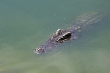 Close up big head crocodile is show head in river
