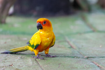 The mini parrot bird on floor