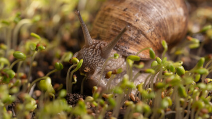 Weinbergschnecke..Roman snail