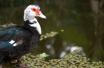 Pato, ave