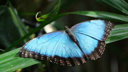 Batter fly