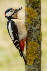 Great spotted woodpecker foraging on a mossy tree trunk.
It is a male great spotted woodpecker. The...