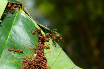 Red ants are helping to pull the leaves together to build a nest.