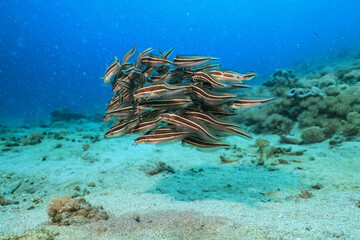 flock of catfish sea ecosystem in the ocean underwater background school of small fish