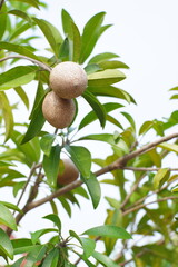 Sapote fruit tree