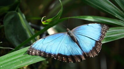 Batter fly