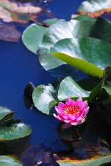 Obraz na płótnie Canvas 睡蓮の花, Water Lily