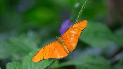 Batter fly