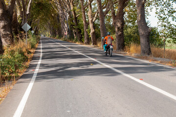 Obraz premium rural road with trees in southern Chile