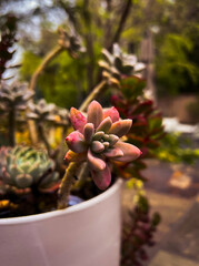 succulent in a pot