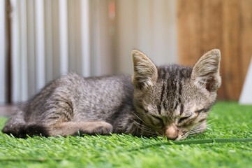 Lazy street little tabby kitten.  Cat  laying on wooden floor with Adorable serious funny face .