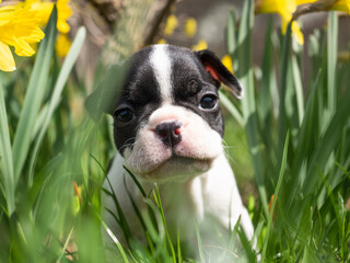 Cute puppy sitting in the green grass against a background of yellow flowers. Clear, sunny day. Close-up, outdoors. Day light. Concept of care, education, obedience training and raising pets 