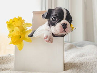 Cute puppy, bright flowers and a paper box by the window. Clear, sunny day. Closeup, indoors. Studio photo. Day light. Concept of care, education, obedience training and raising pets